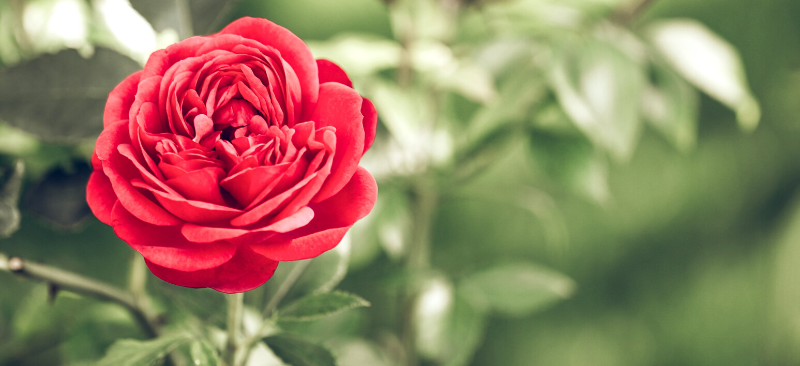 Roses Have Thorns: Allowing God to Refine Us